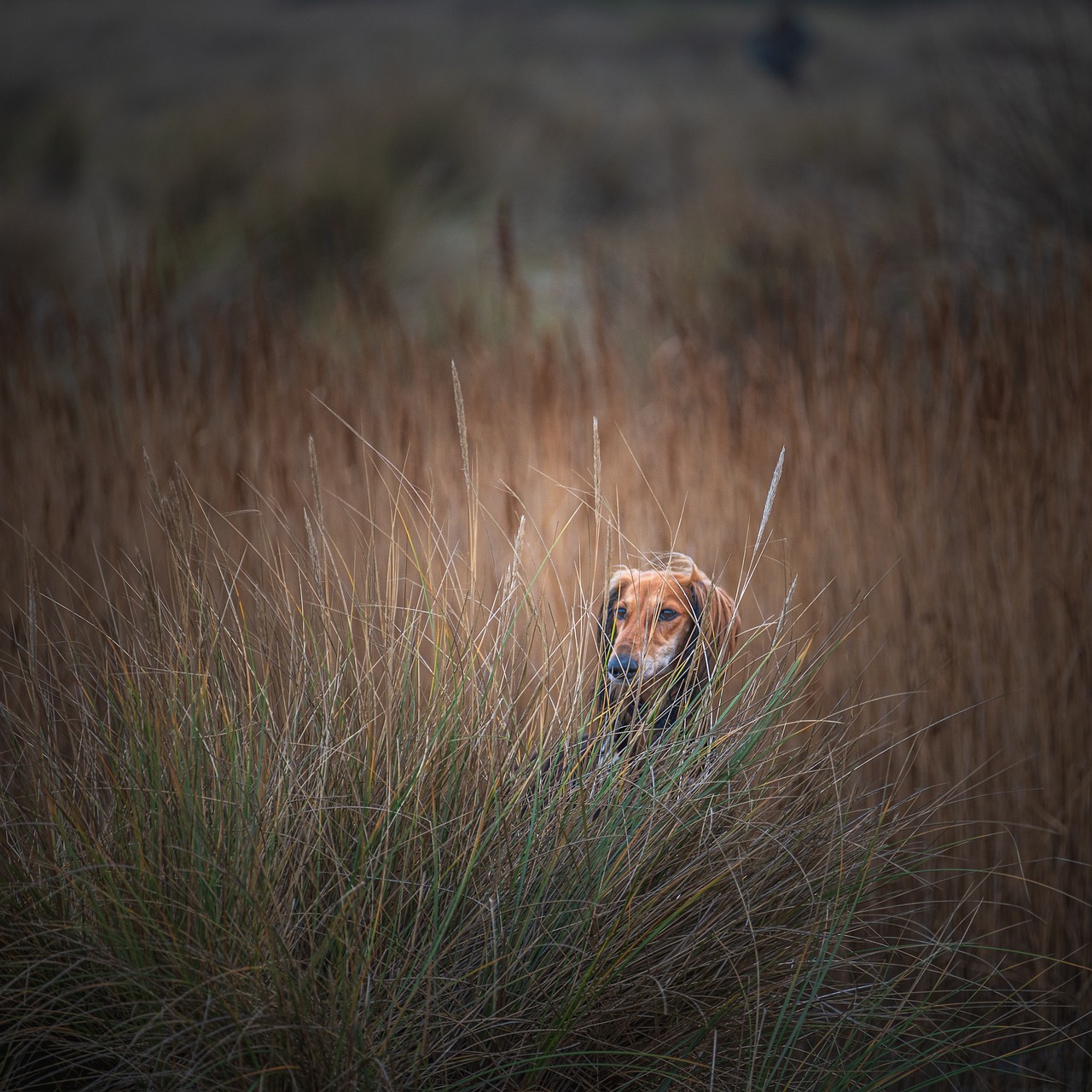 The Gentle Nature of the Saluki